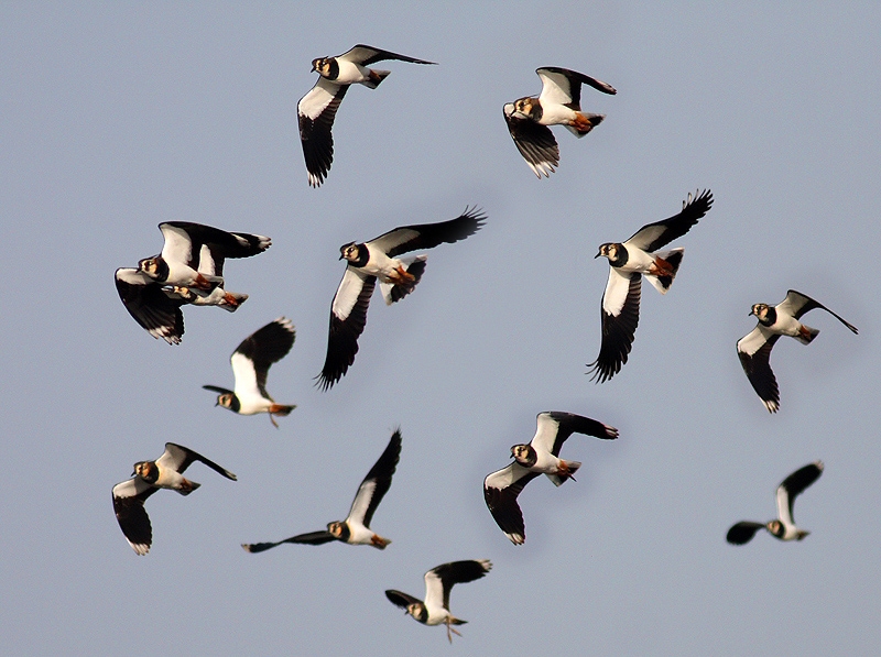 Northern Lapwing