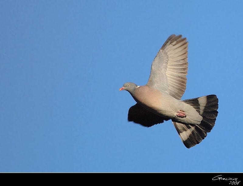 Common Wood Pigeon