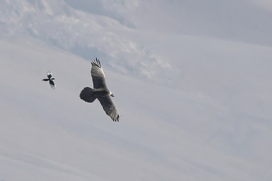 Bearded Vulture