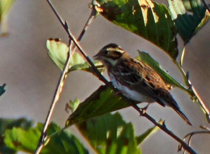Rustic Bunting