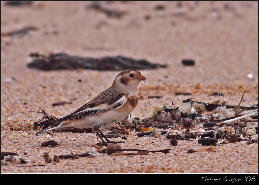 Snow Bunting