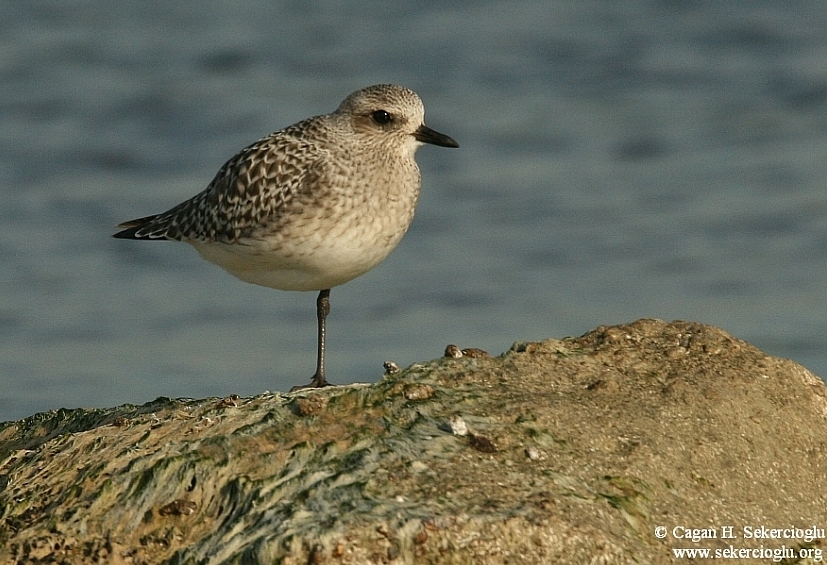 Grey Plover