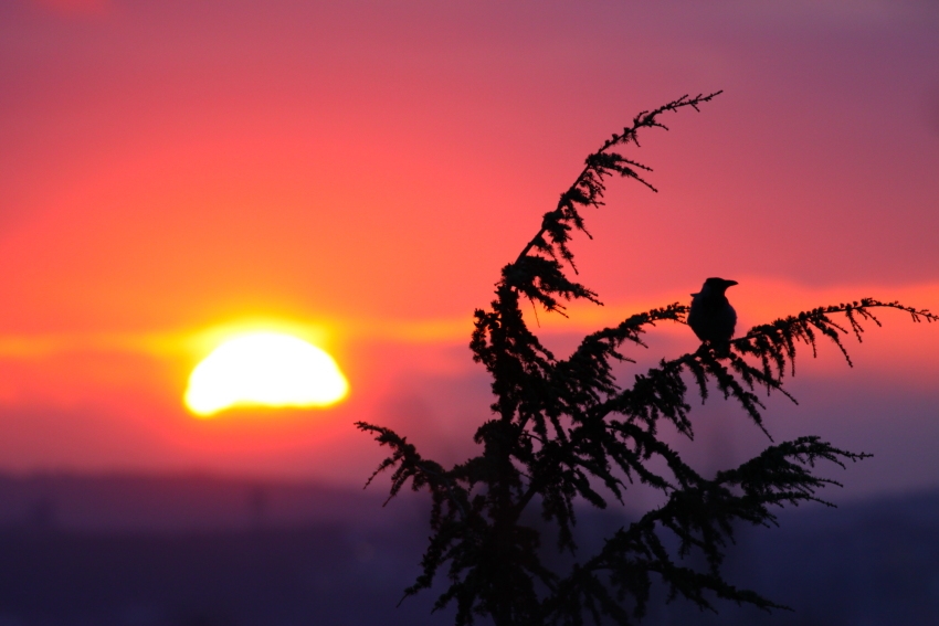 Hooded Crow