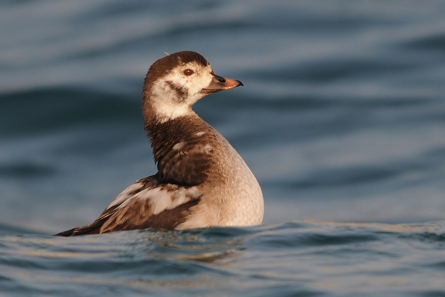 Long-tailed Duck