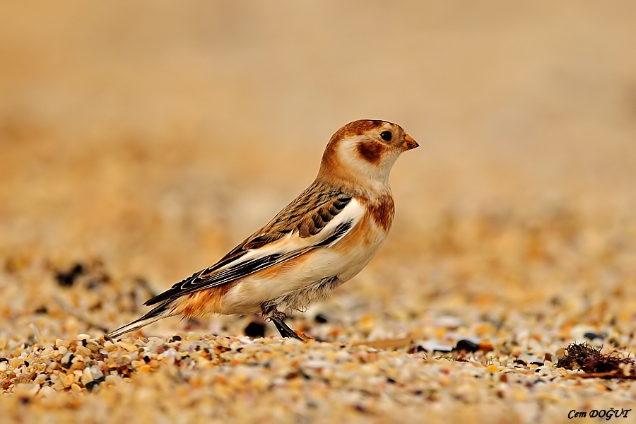 Snow Bunting