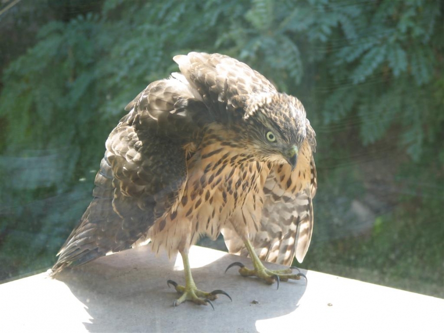 Eurasian Goshawk