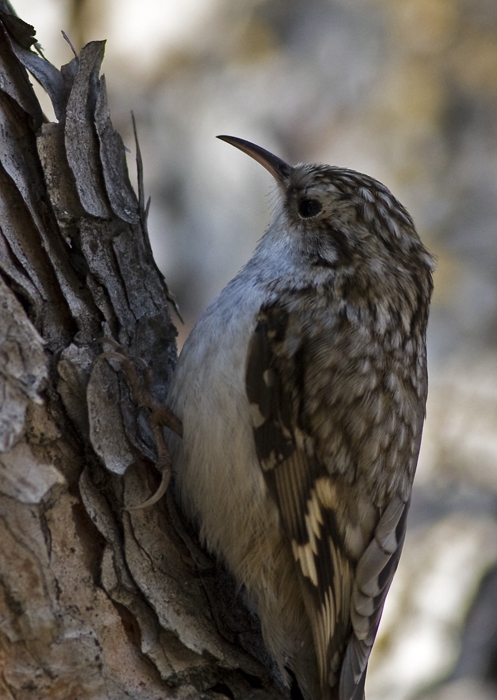 Eurasian Treecreeper