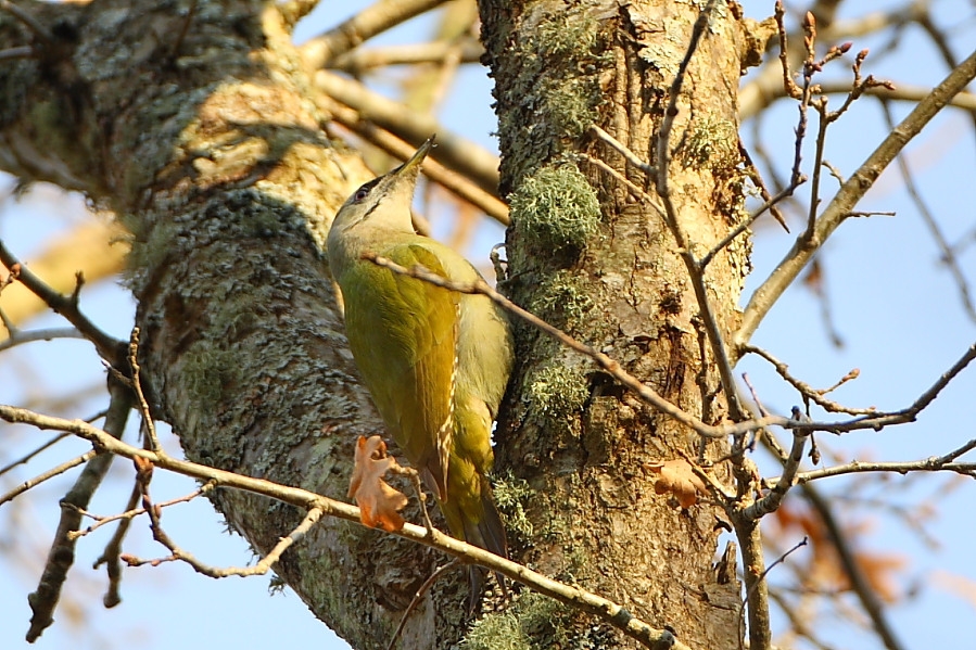 Grey-headed Woodpecker