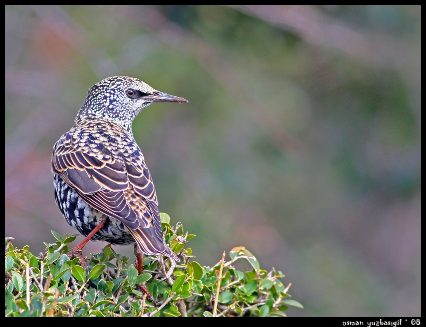 Common Starling