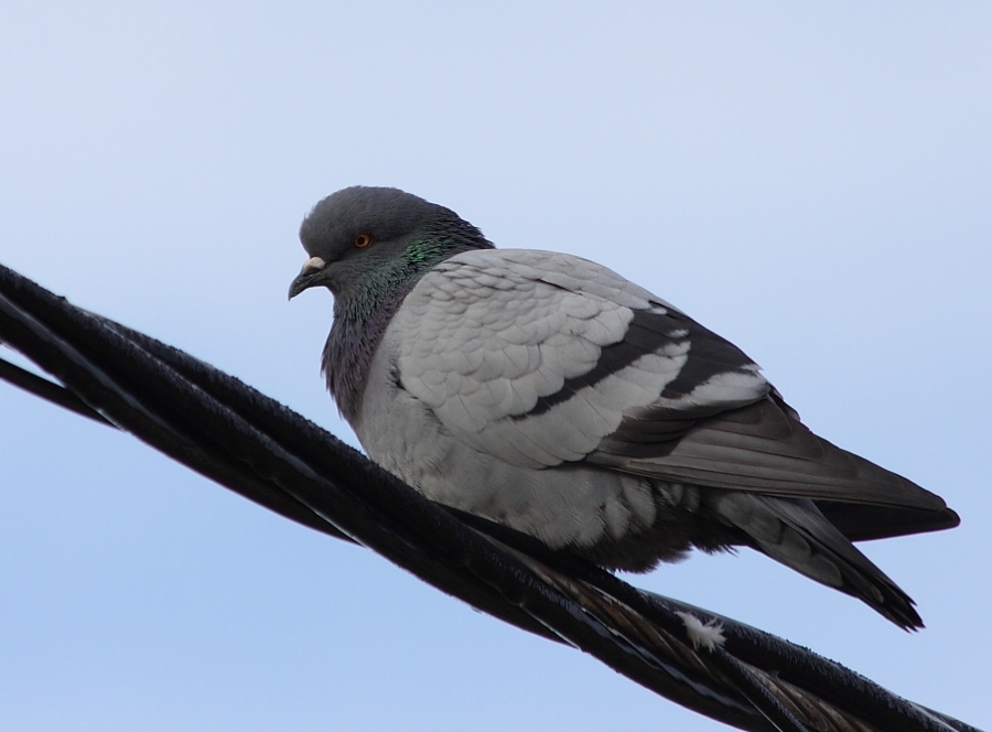 Rock Dove
