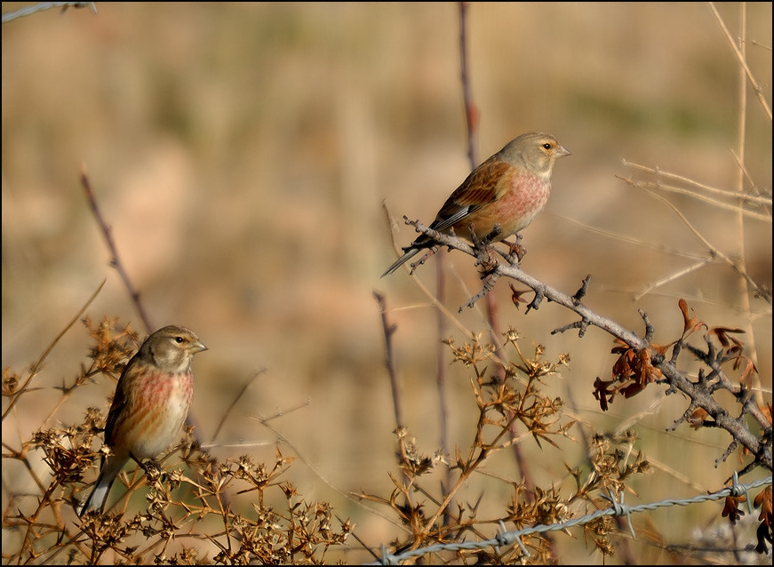 Common Linnet