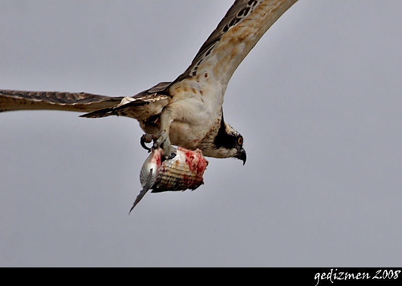 Osprey