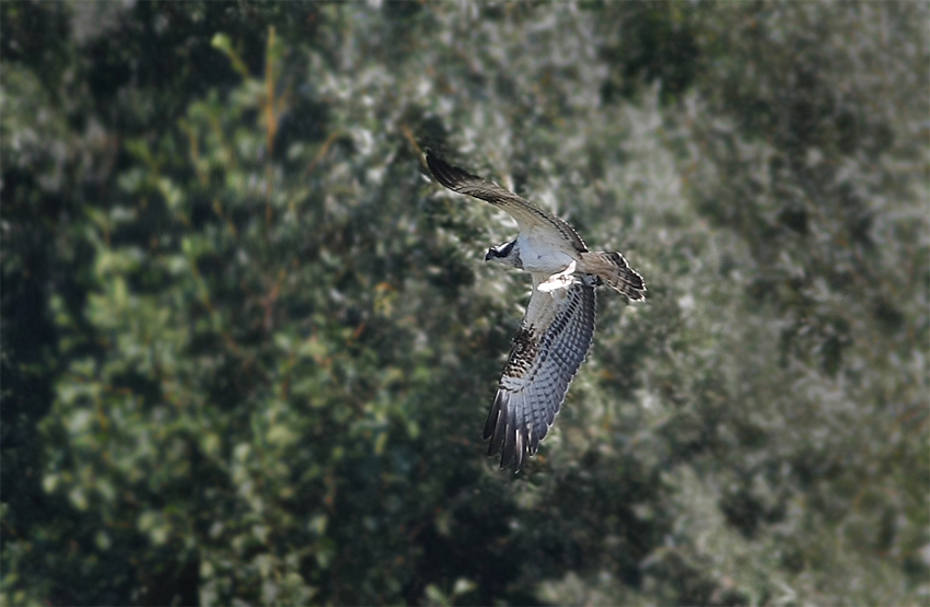 Osprey