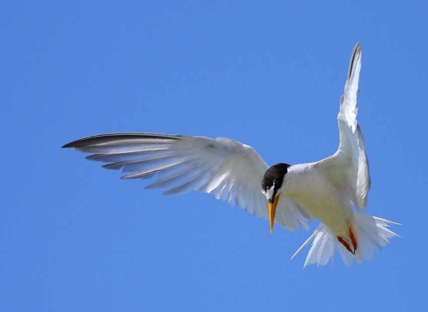 Little Tern