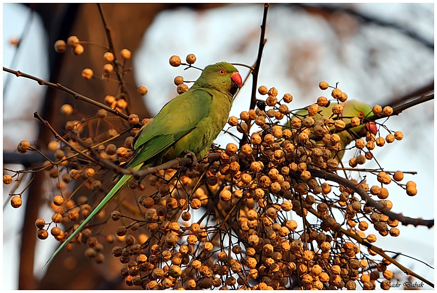 Rose-ringed Parakeet