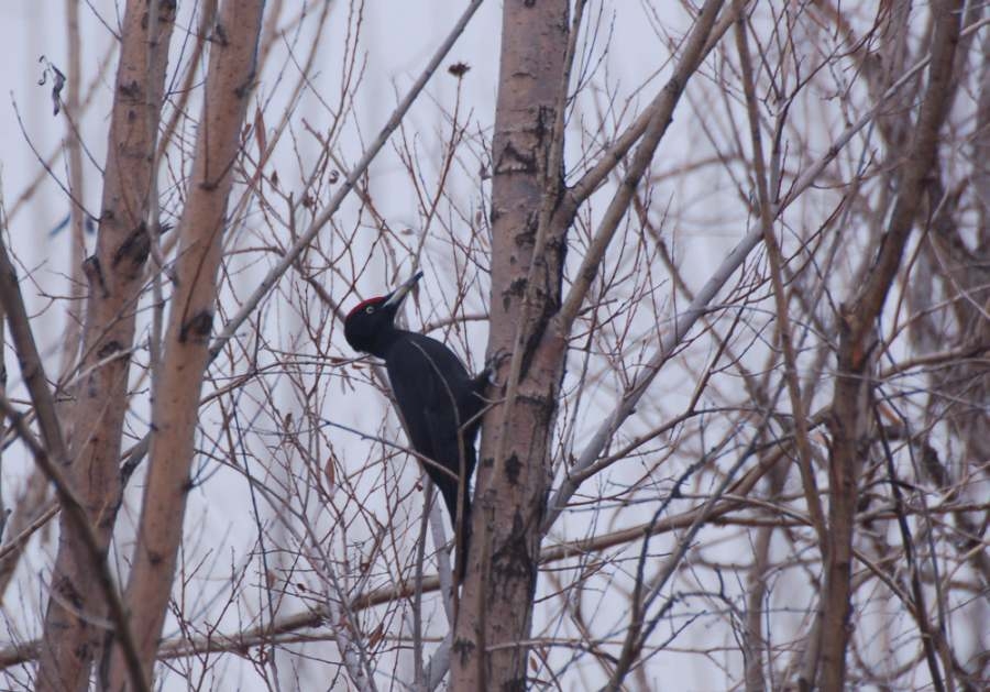 Black Woodpecker