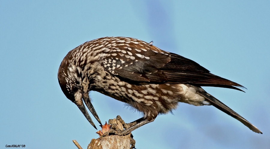 Northern Nutcracker