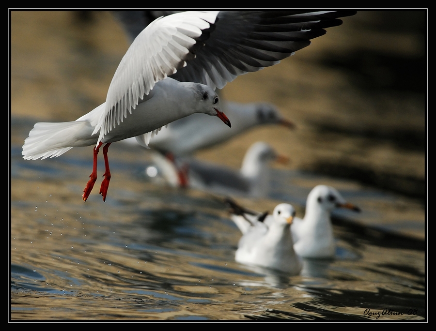 Black-headed Gull