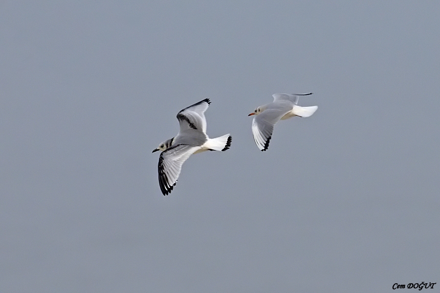 Black-legged Kittiwake