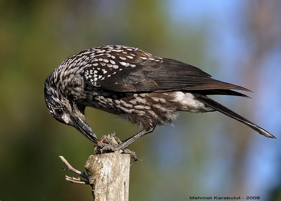 Northern Nutcracker
