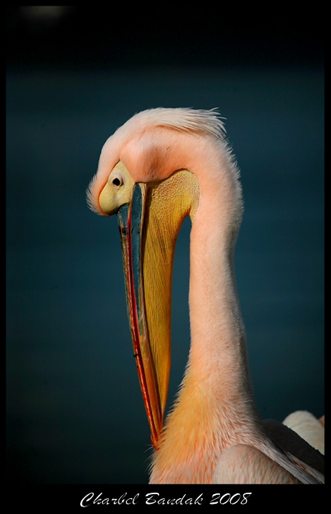 Great White Pelican