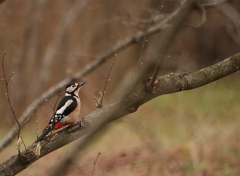 Great Spotted Woodpecker