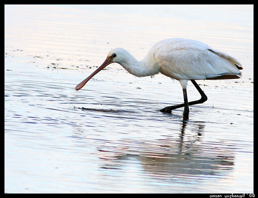 Eurasian Spoonbill