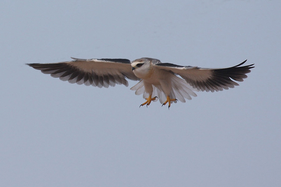 Black-winged Kite