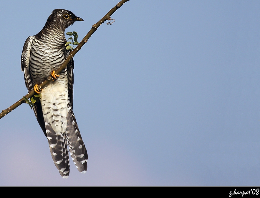 Common Cuckoo