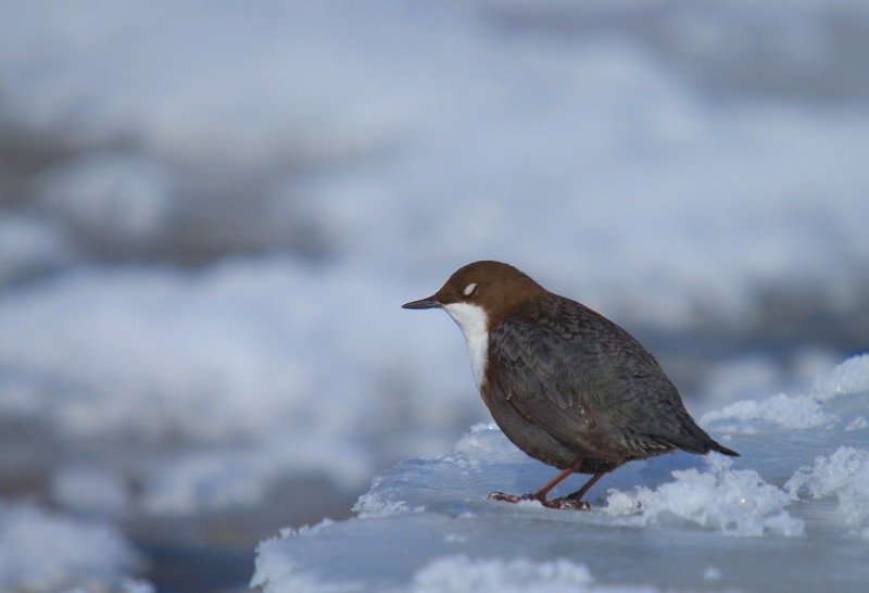 White-throated Dipper