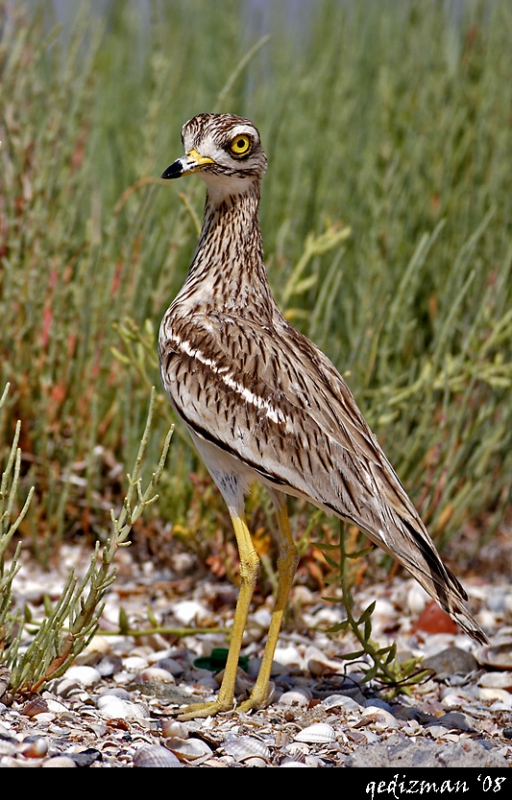 Eurasian Stone-curlew