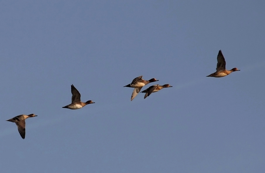 Eurasian Wigeon