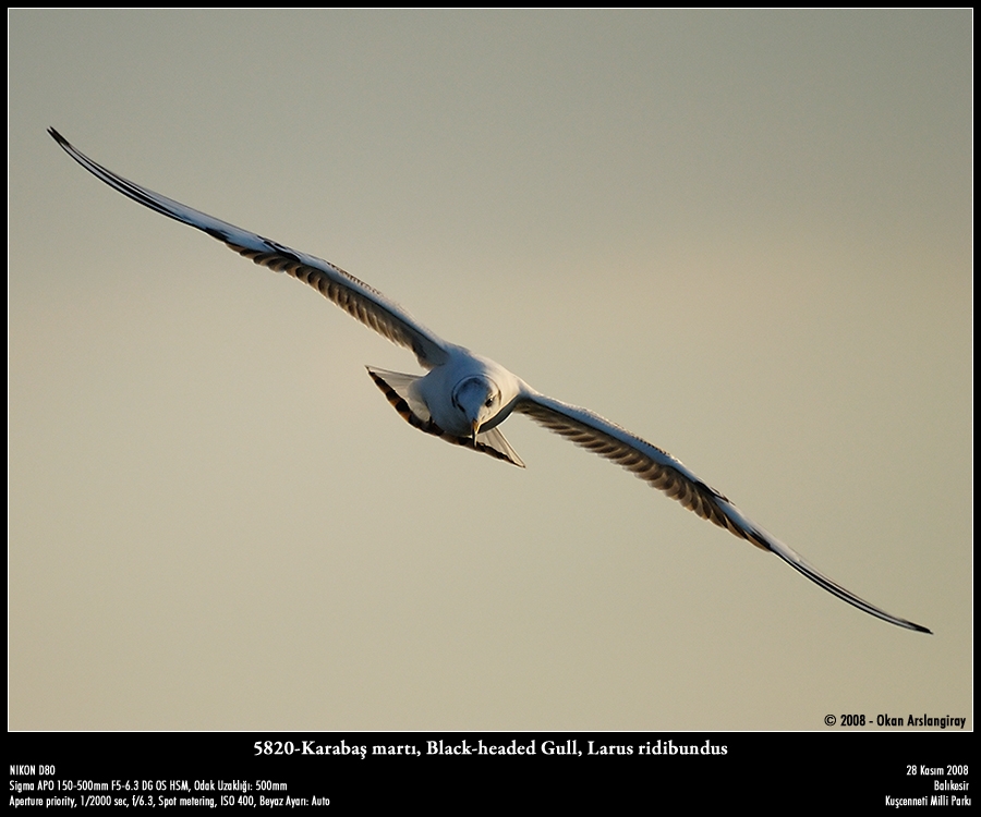 Black-headed Gull
