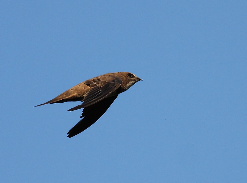 Alpine Swift