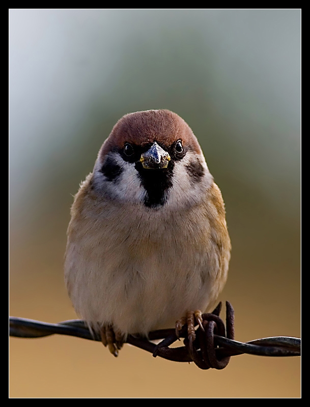 Eurasian Tree Sparrow