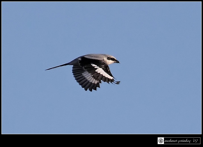 Great Grey Shrike