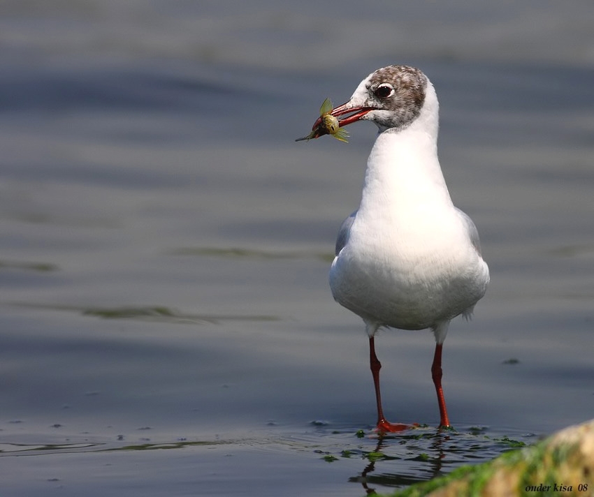 Black-headed Gull