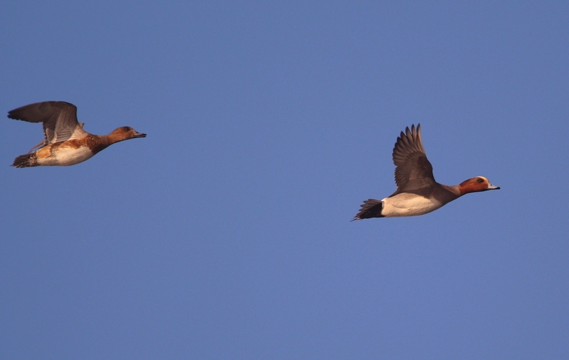 Eurasian Wigeon