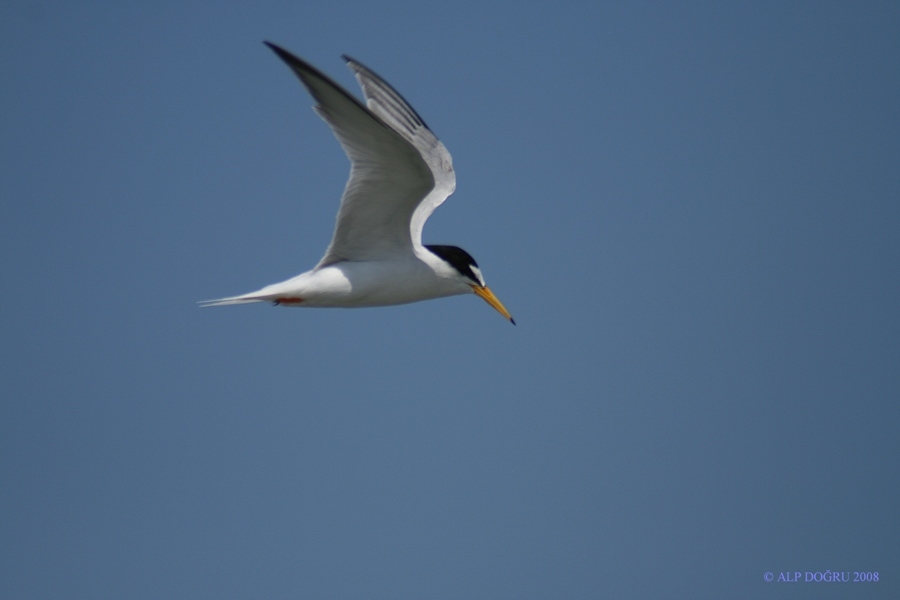 Little Tern
