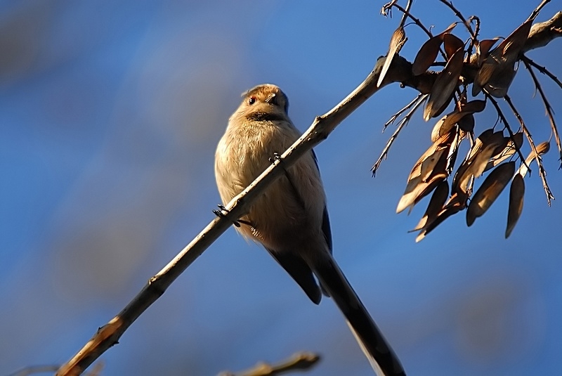 Long-tailed Tit