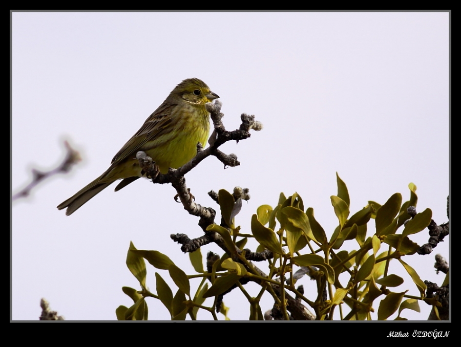 Yellowhammer