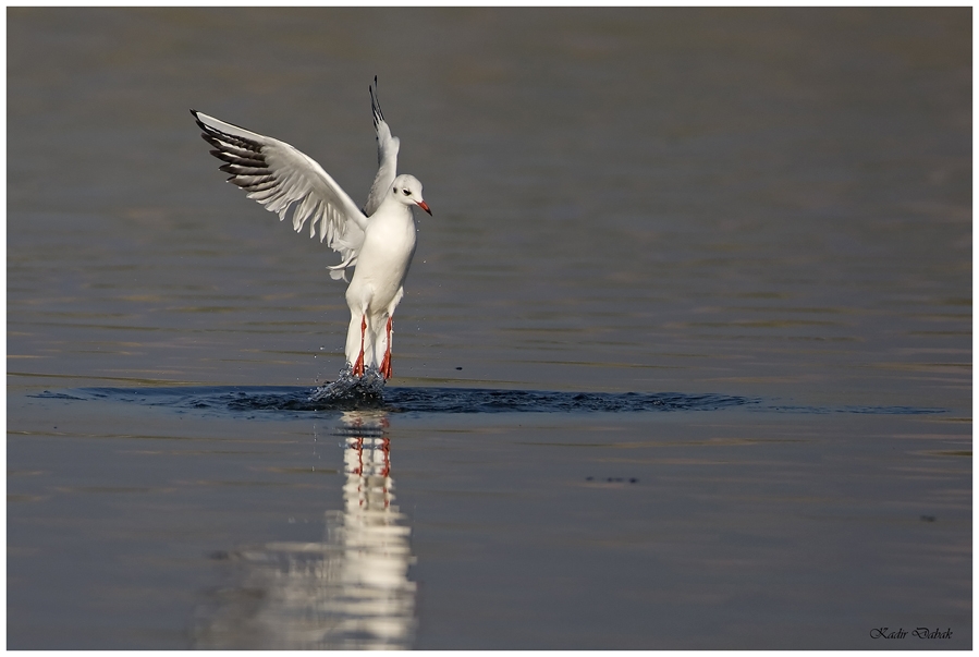 Black-headed Gull