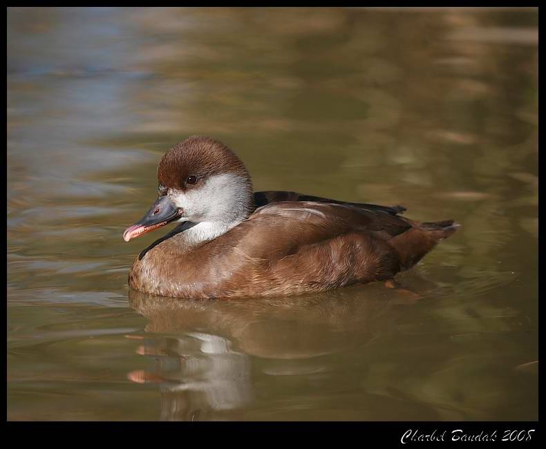 Red-crested Pochard