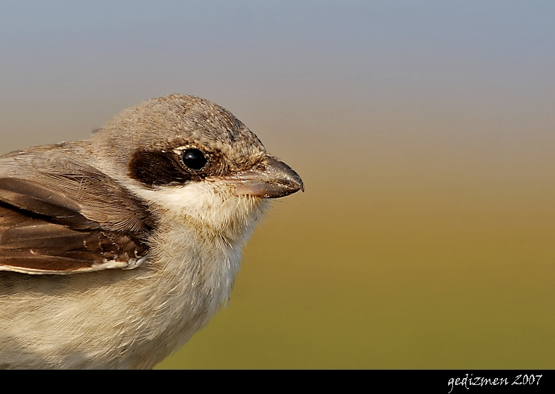 Lesser Grey Shrike