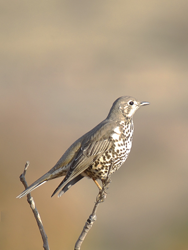 Mistle Thrush