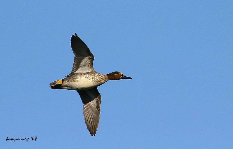 Eurasian Teal
