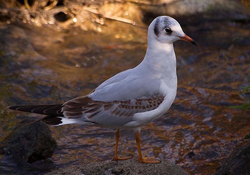 Black-headed Gull