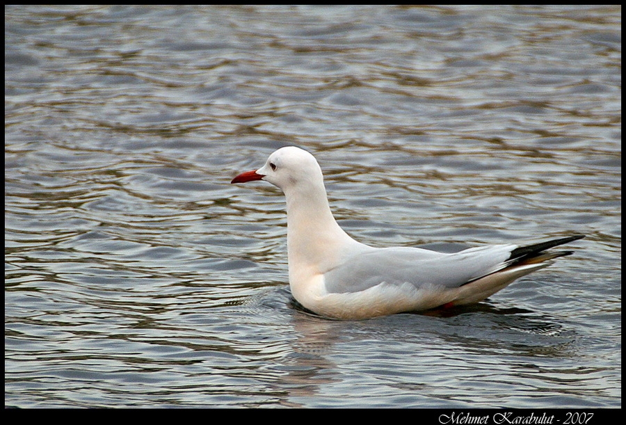 Slender-billed Gull