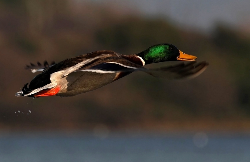 Mallard