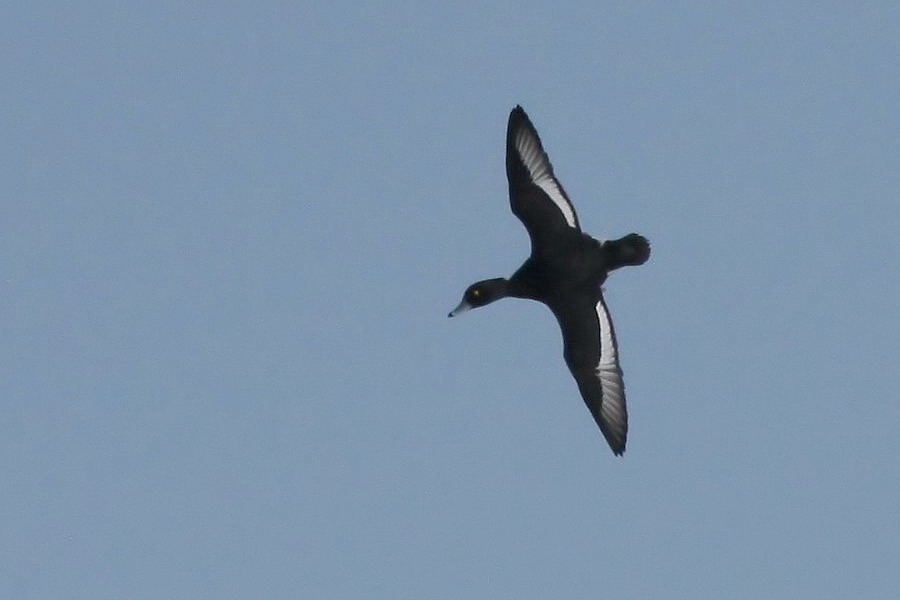 Tufted Duck